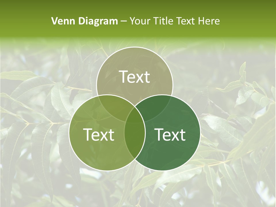 A Green Tree With Leaves And Nuts On It PowerPoint Template