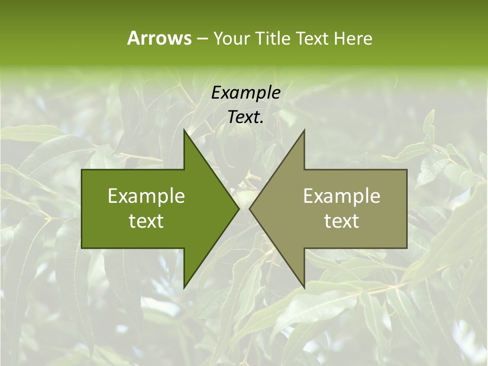 A Green Tree With Leaves And Nuts On It PowerPoint Template