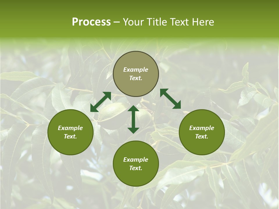A Green Tree With Leaves And Nuts On It PowerPoint Template