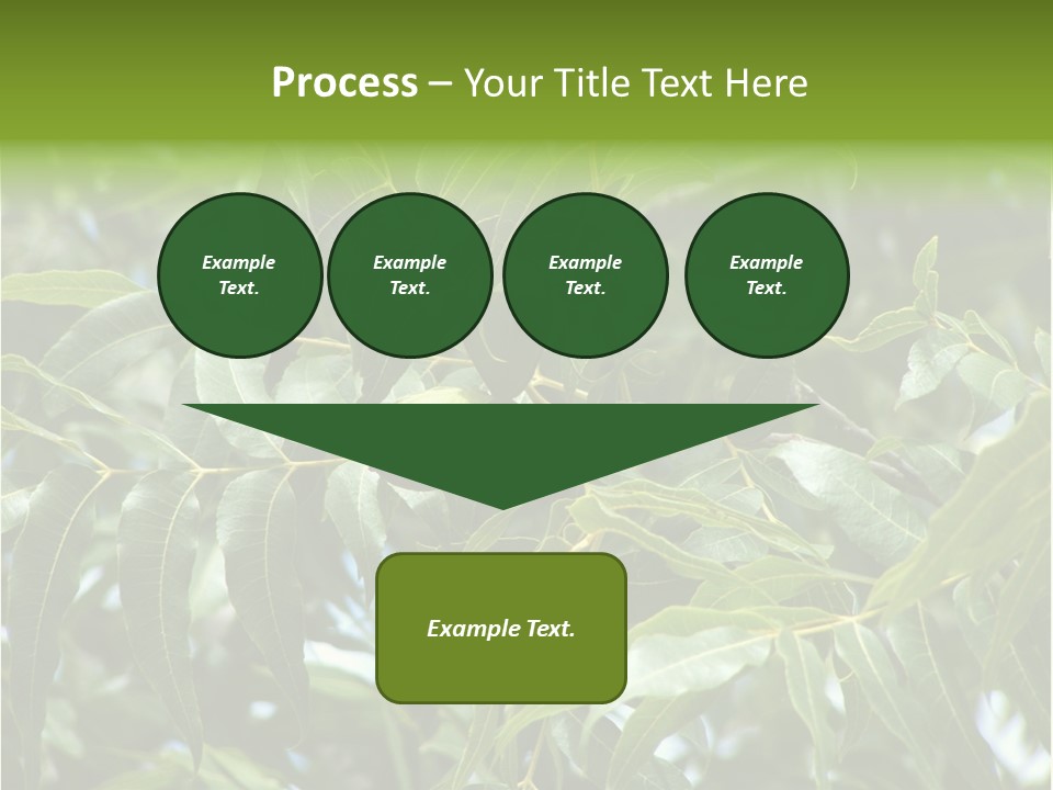 A Green Tree With Leaves And Nuts On It PowerPoint Template