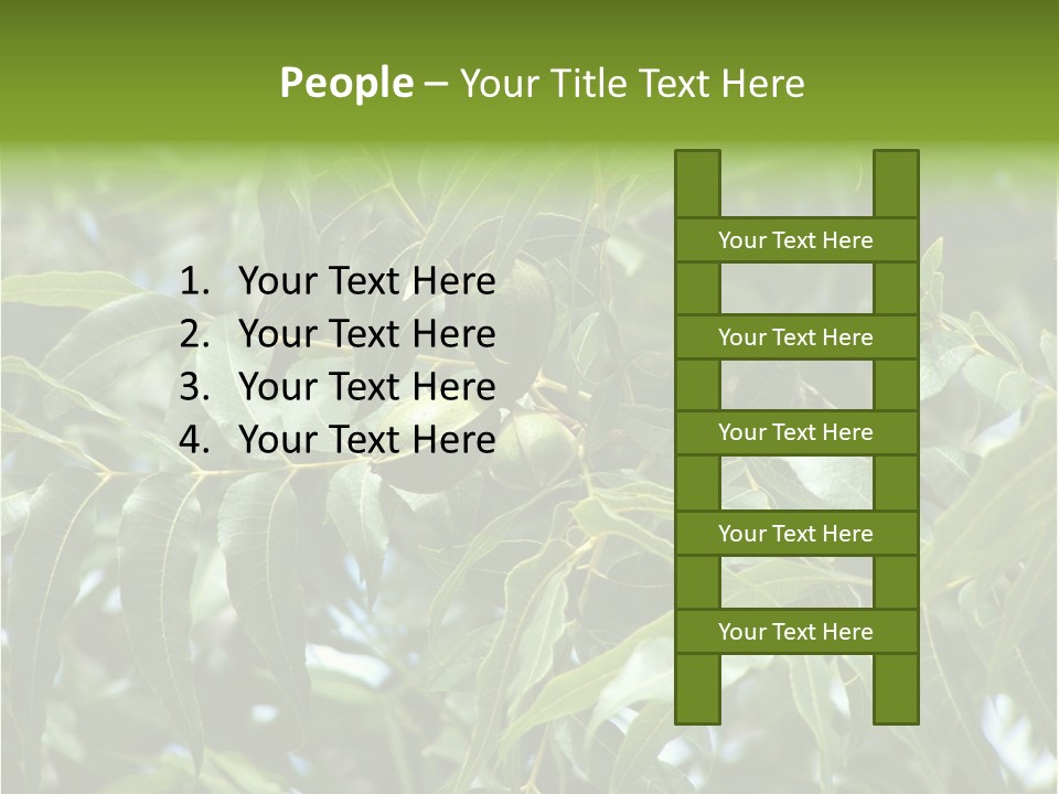 A Green Tree With Leaves And Nuts On It PowerPoint Template