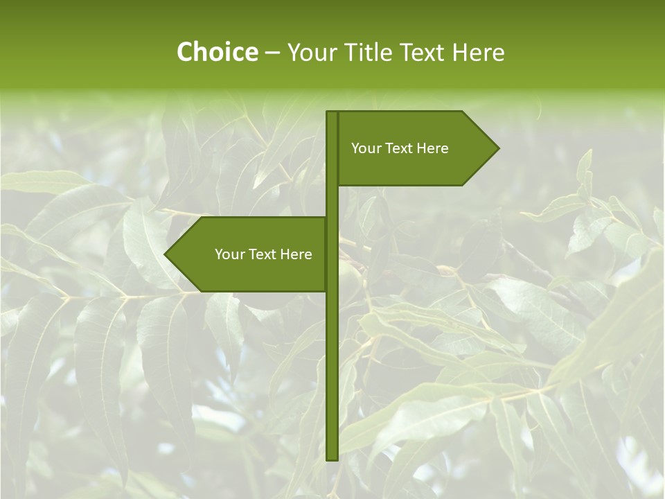 A Green Tree With Leaves And Nuts On It PowerPoint Template