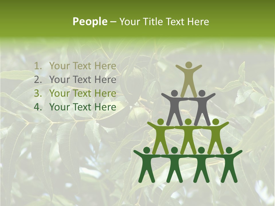 A Green Tree With Leaves And Nuts On It PowerPoint Template