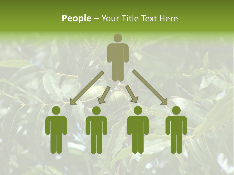 A Green Tree With Leaves And Nuts On It PowerPoint Template