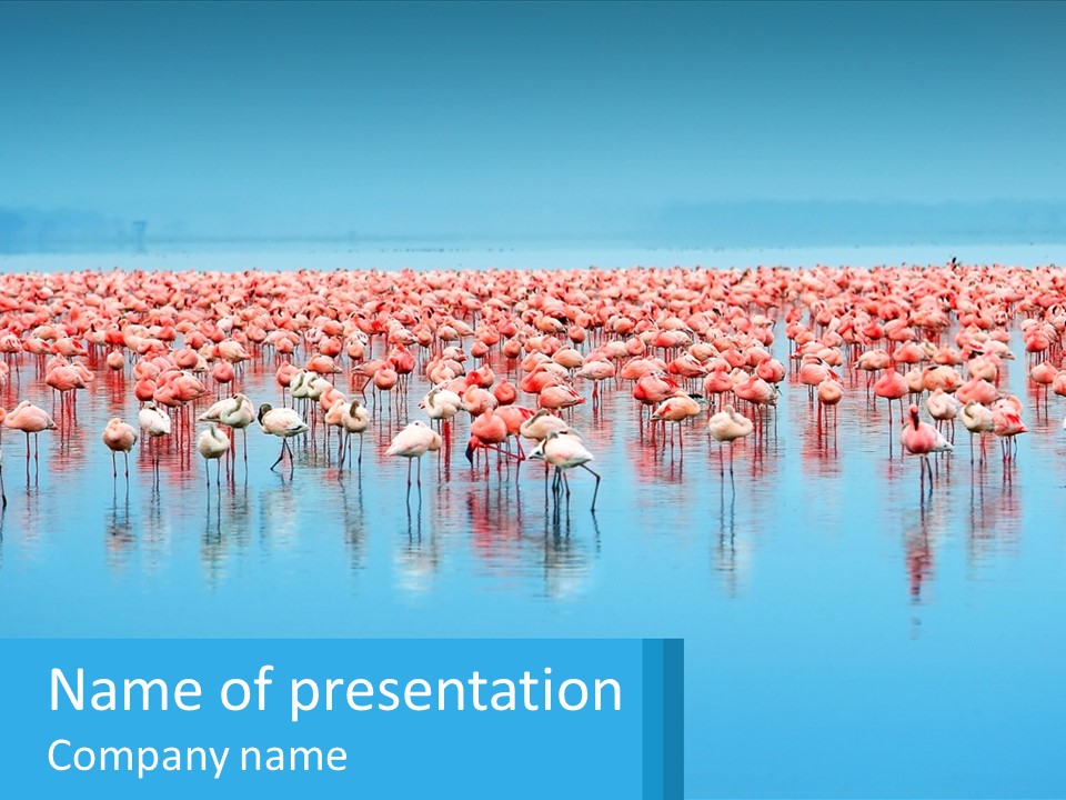 A Large Group Of Flamingos Standing In The Water PowerPoint Template