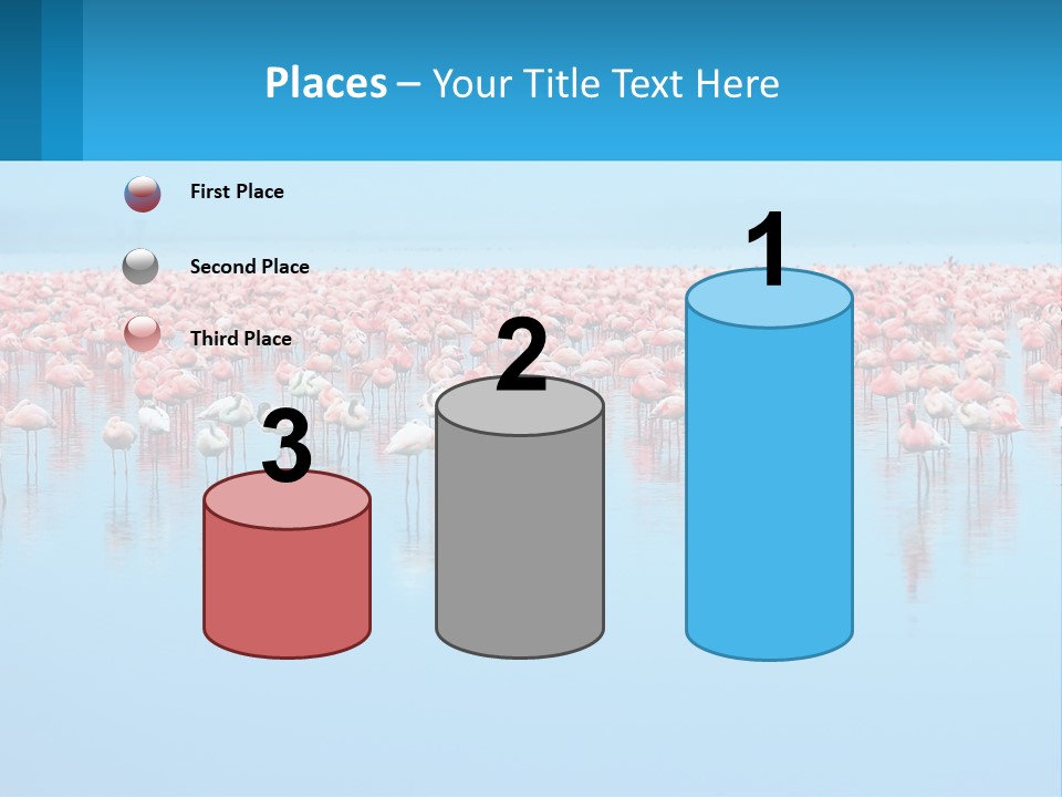 A Large Group Of Flamingos Standing In The Water PowerPoint Template