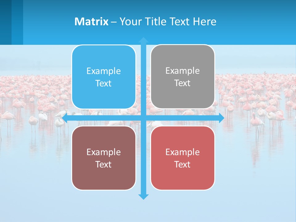 A Large Group Of Flamingos Standing In The Water PowerPoint Template