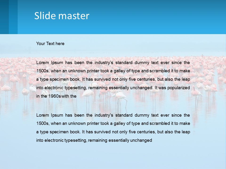 A Large Group Of Flamingos Standing In The Water PowerPoint Template