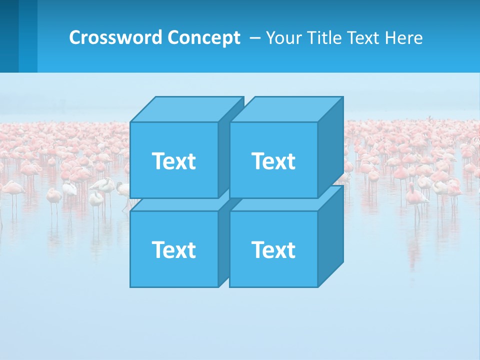 A Large Group Of Flamingos Standing In The Water PowerPoint Template