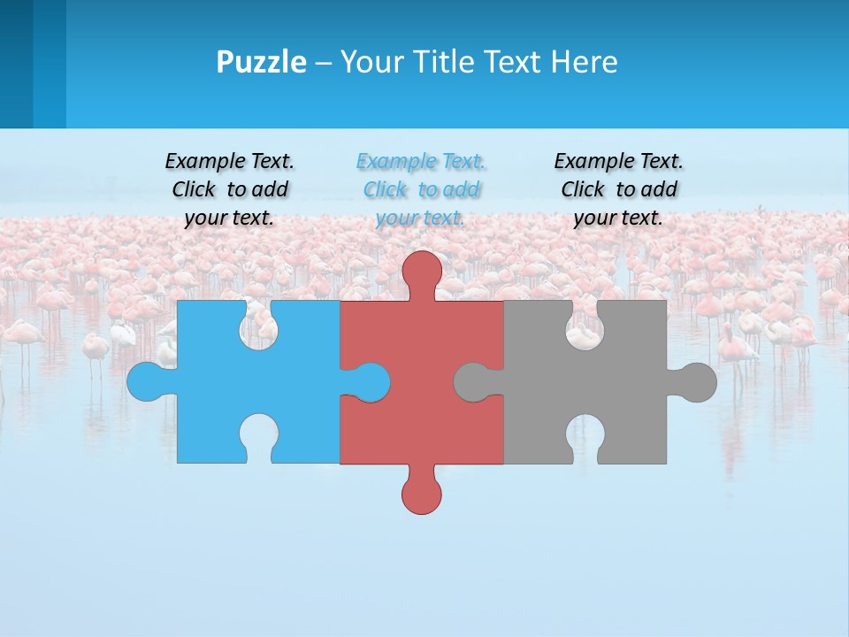 A Large Group Of Flamingos Standing In The Water PowerPoint Template