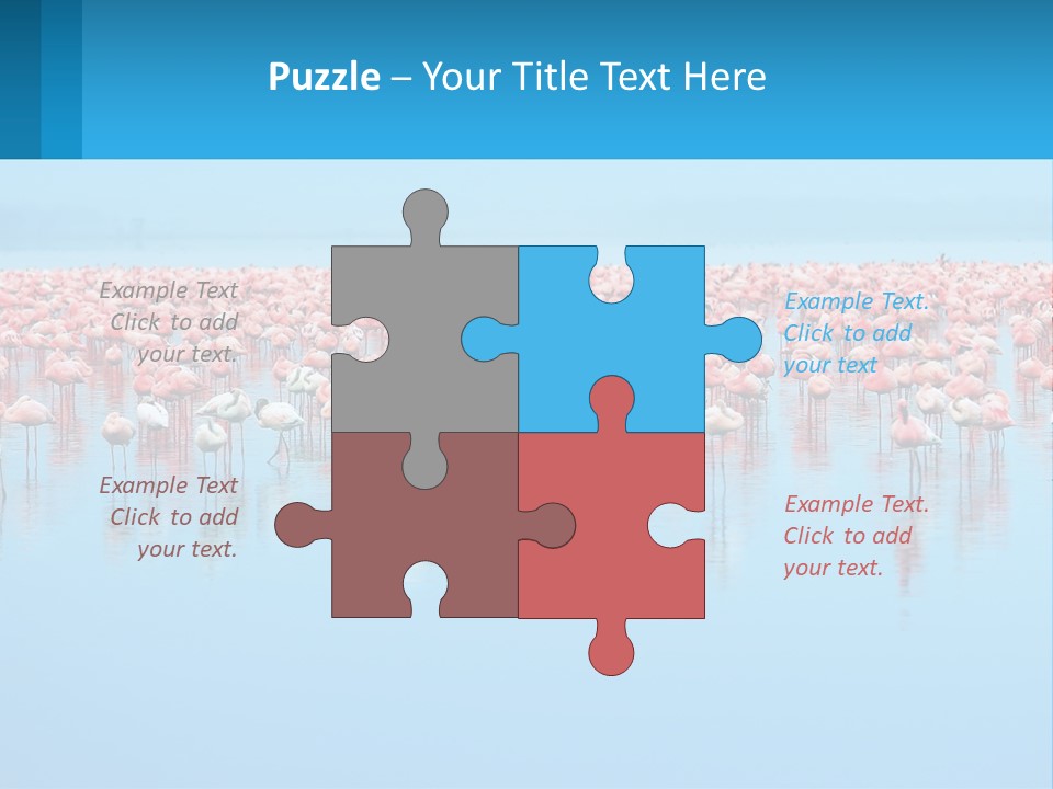 A Large Group Of Flamingos Standing In The Water PowerPoint Template