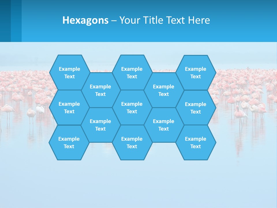 A Large Group Of Flamingos Standing In The Water PowerPoint Template