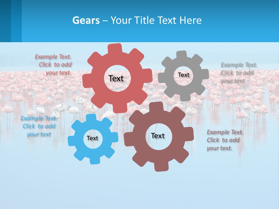 A Large Group Of Flamingos Standing In The Water PowerPoint Template