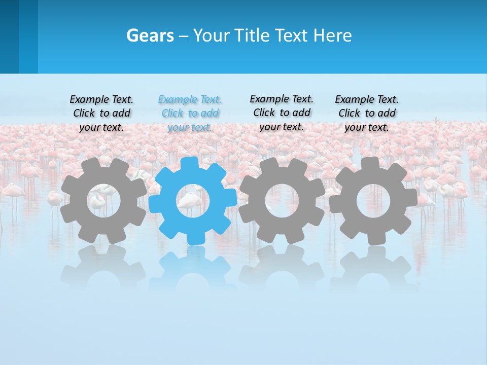 A Large Group Of Flamingos Standing In The Water PowerPoint Template