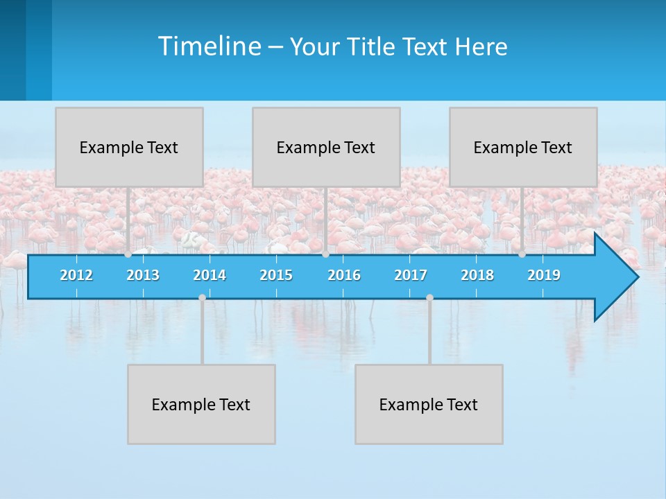 A Large Group Of Flamingos Standing In The Water PowerPoint Template