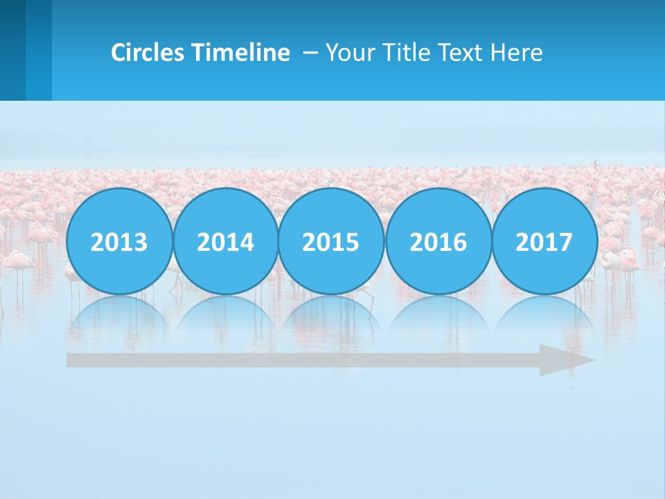 A Large Group Of Flamingos Standing In The Water PowerPoint Template