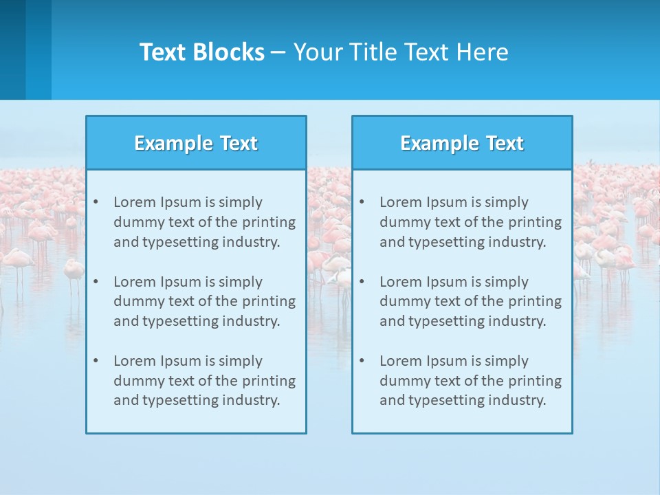 A Large Group Of Flamingos Standing In The Water PowerPoint Template