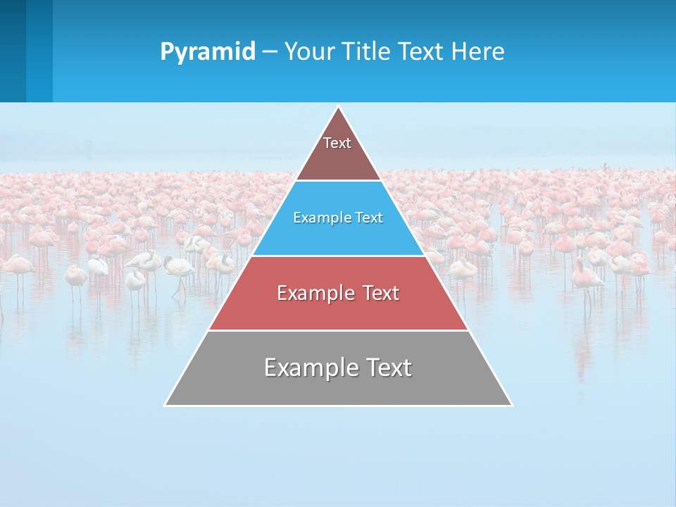 A Large Group Of Flamingos Standing In The Water PowerPoint Template