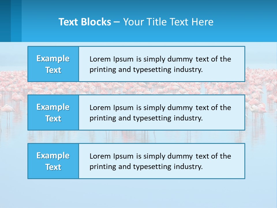 A Large Group Of Flamingos Standing In The Water PowerPoint Template