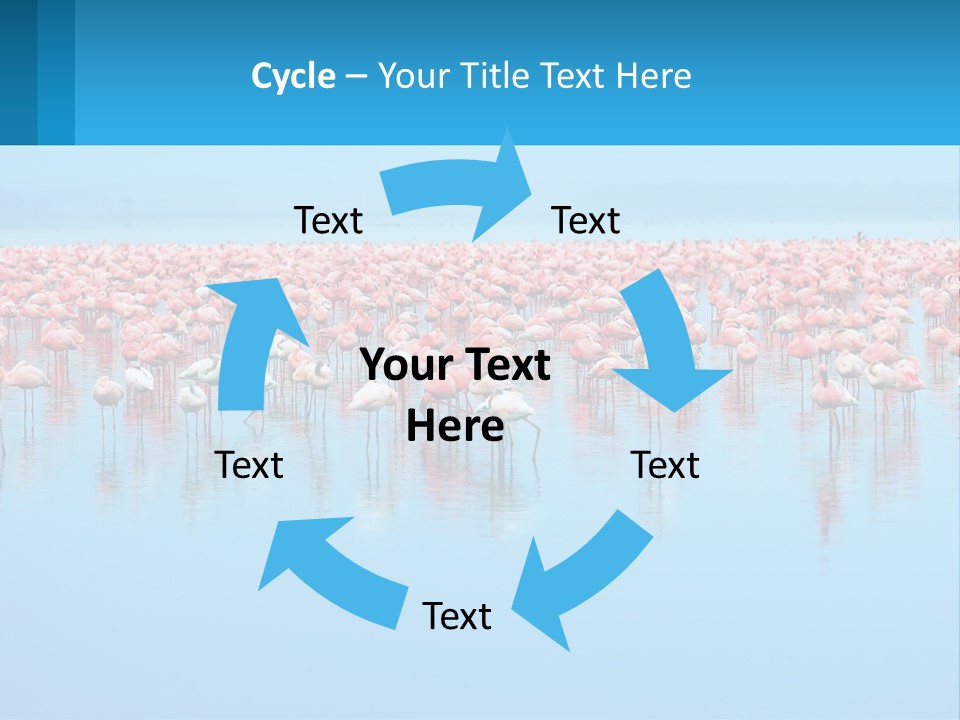 A Large Group Of Flamingos Standing In The Water PowerPoint Template