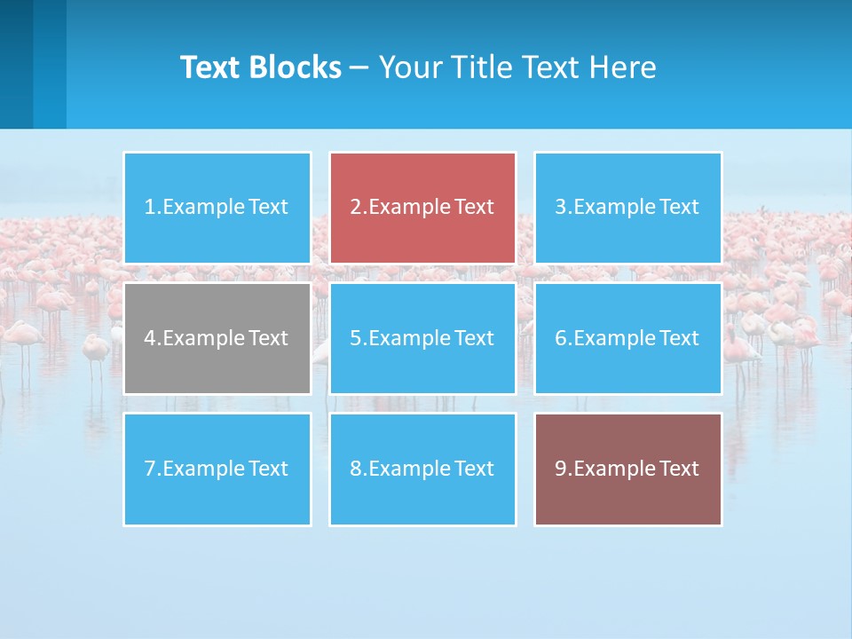 A Large Group Of Flamingos Standing In The Water PowerPoint Template