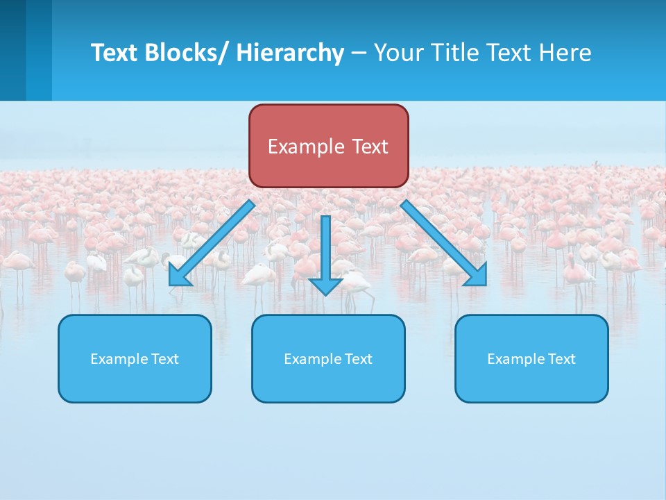 A Large Group Of Flamingos Standing In The Water PowerPoint Template