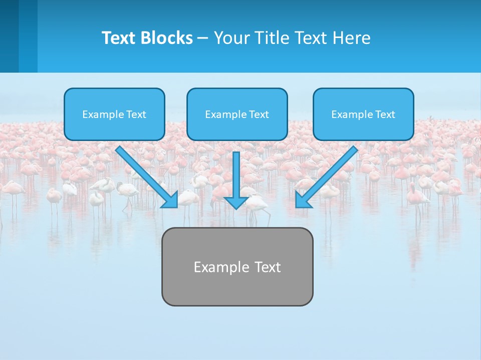 A Large Group Of Flamingos Standing In The Water PowerPoint Template