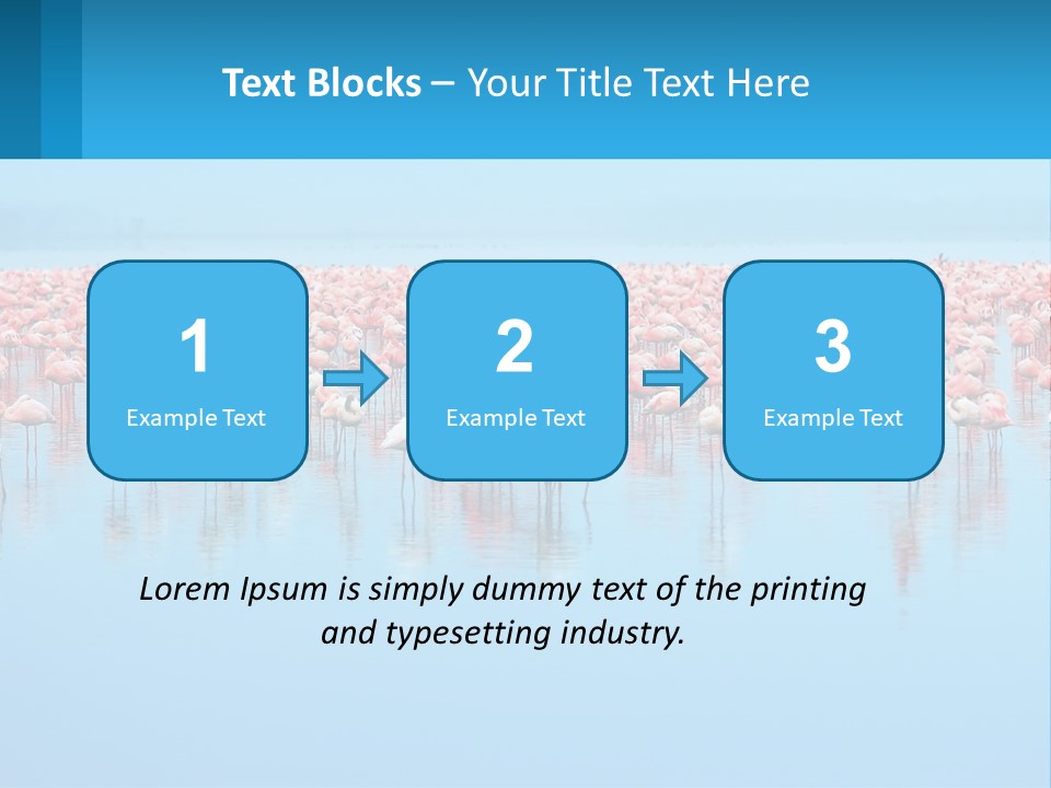 A Large Group Of Flamingos Standing In The Water PowerPoint Template