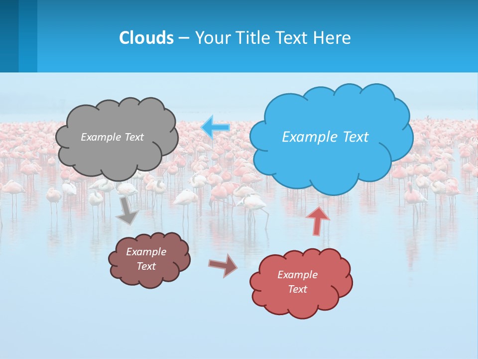 A Large Group Of Flamingos Standing In The Water PowerPoint Template
