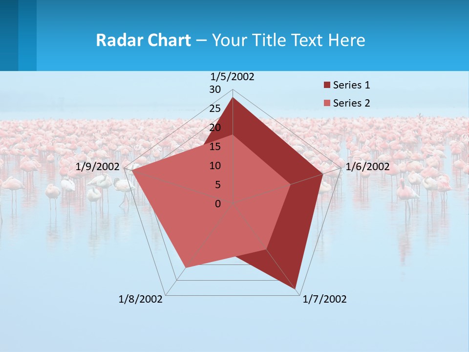 A Large Group Of Flamingos Standing In The Water PowerPoint Template