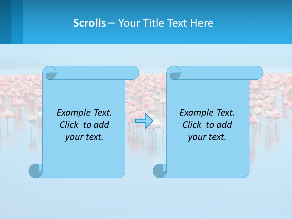 A Large Group Of Flamingos Standing In The Water PowerPoint Template