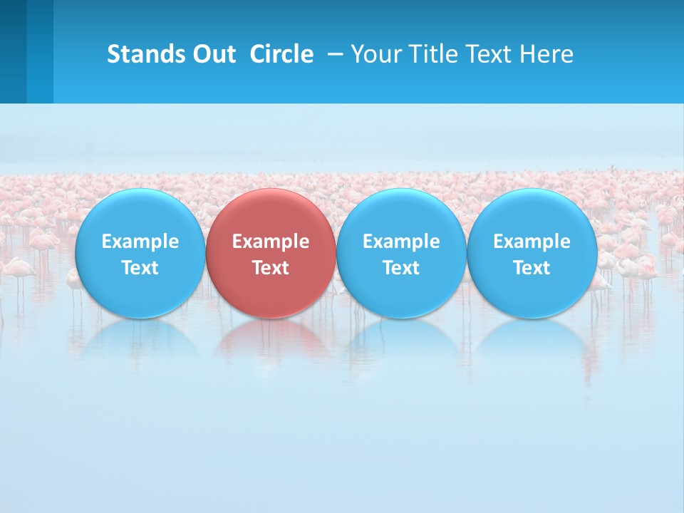 A Large Group Of Flamingos Standing In The Water PowerPoint Template