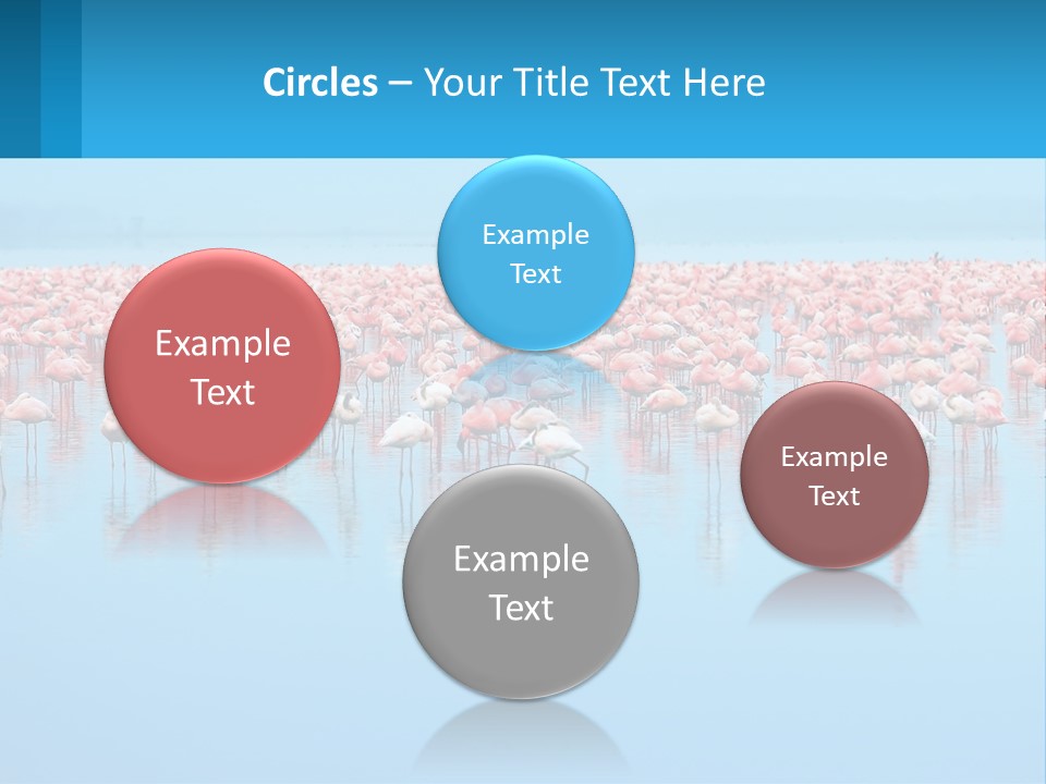 A Large Group Of Flamingos Standing In The Water PowerPoint Template