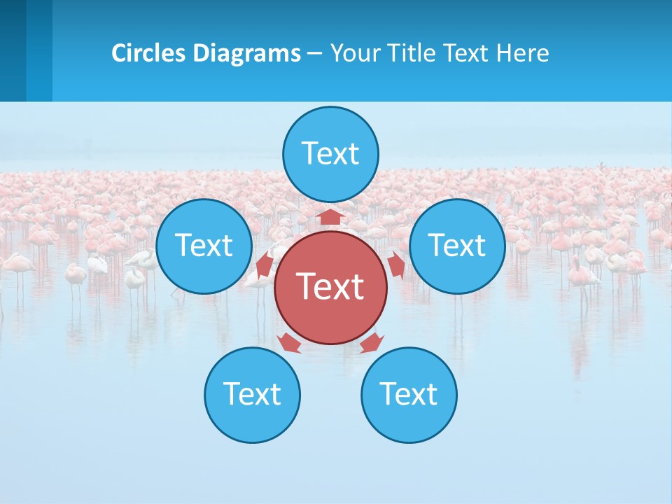 A Large Group Of Flamingos Standing In The Water PowerPoint Template