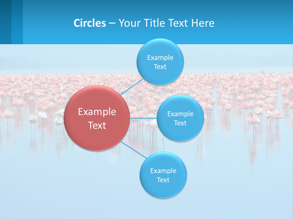 A Large Group Of Flamingos Standing In The Water PowerPoint Template