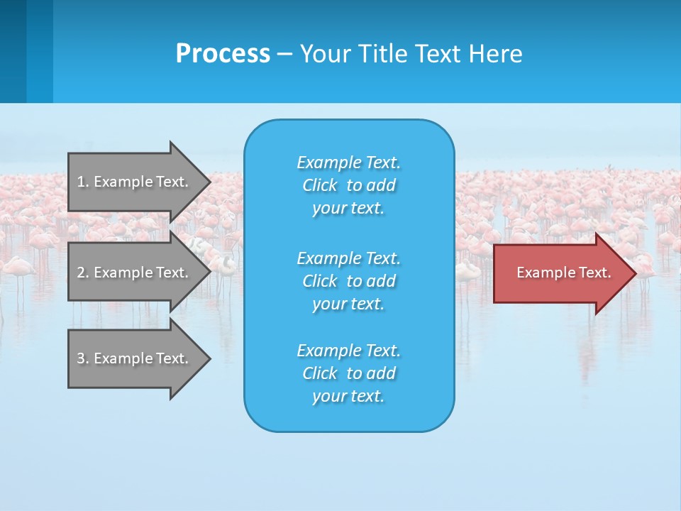 A Large Group Of Flamingos Standing In The Water PowerPoint Template