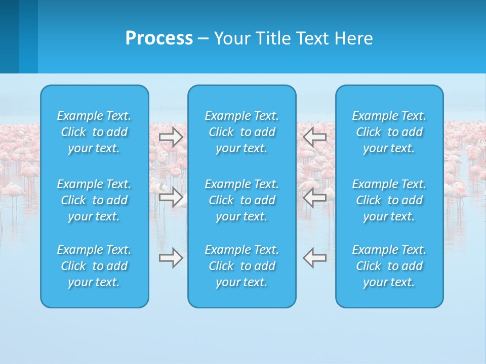 A Large Group Of Flamingos Standing In The Water PowerPoint Template