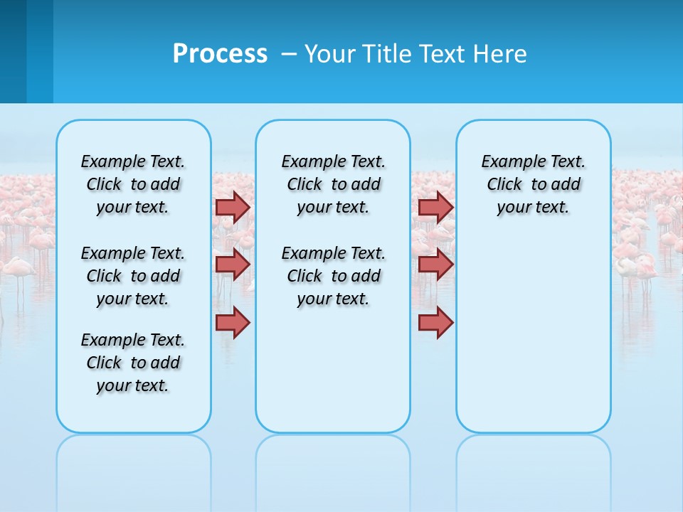 A Large Group Of Flamingos Standing In The Water PowerPoint Template