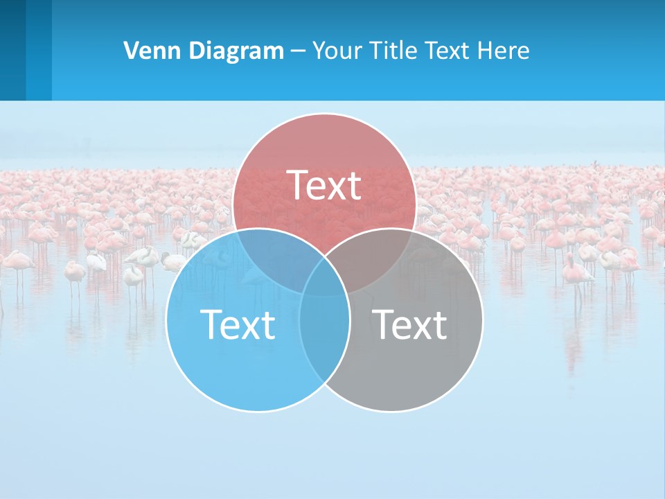 A Large Group Of Flamingos Standing In The Water PowerPoint Template