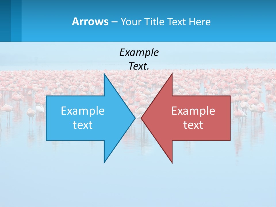 A Large Group Of Flamingos Standing In The Water PowerPoint Template