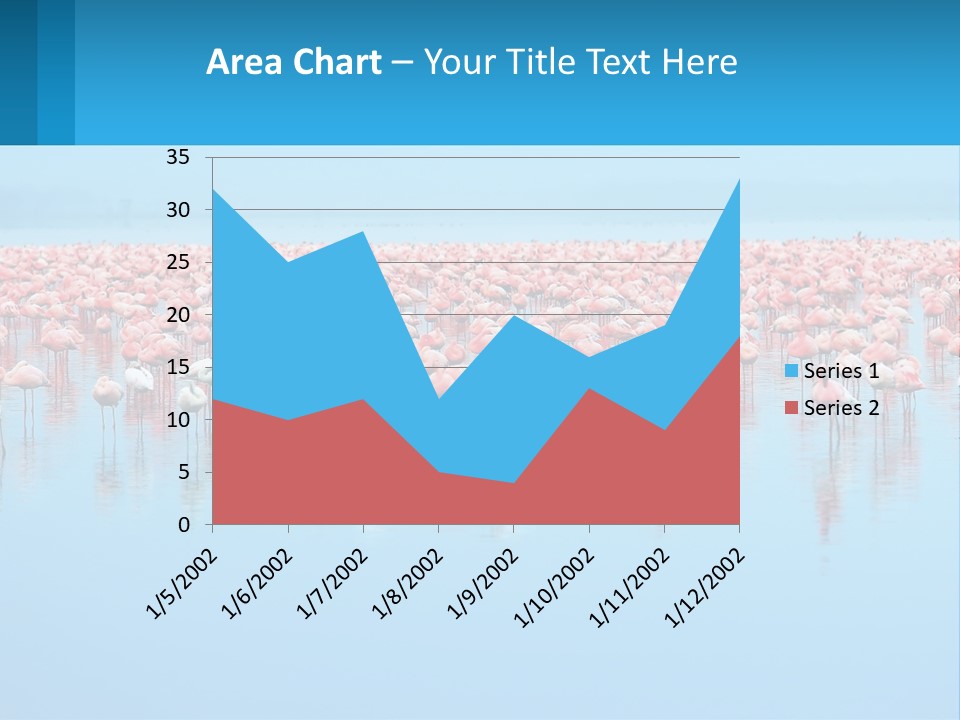 A Large Group Of Flamingos Standing In The Water PowerPoint Template