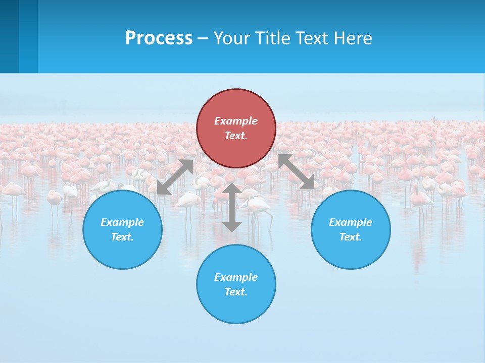 A Large Group Of Flamingos Standing In The Water PowerPoint Template