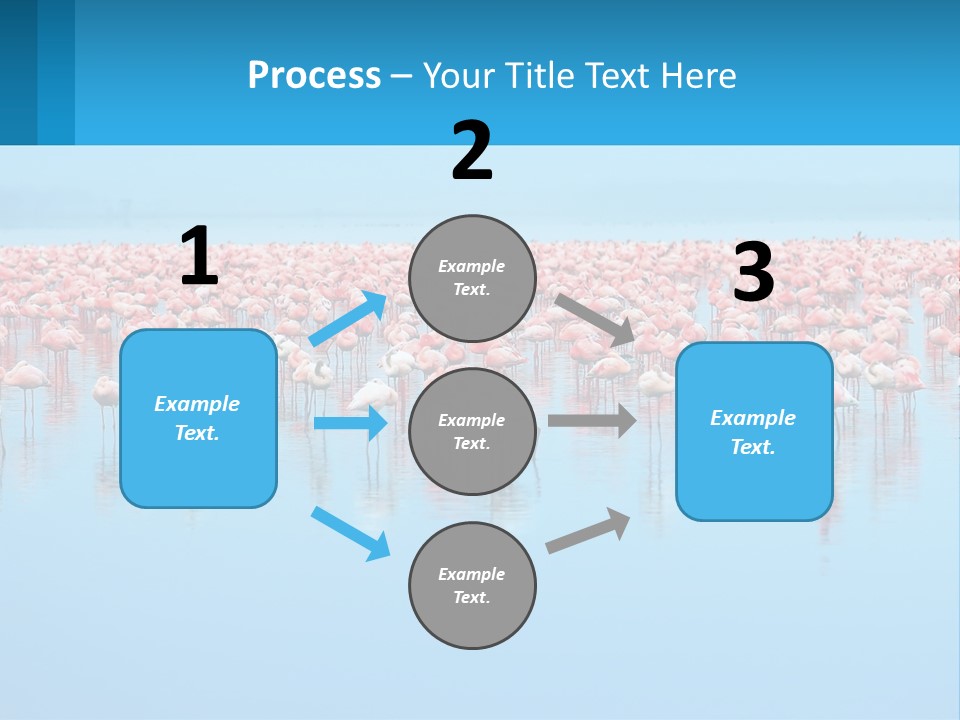 A Large Group Of Flamingos Standing In The Water PowerPoint Template