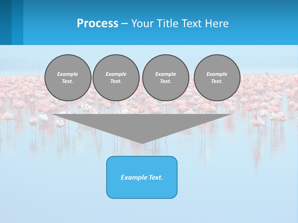 A Large Group Of Flamingos Standing In The Water PowerPoint Template