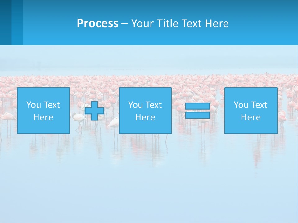 A Large Group Of Flamingos Standing In The Water PowerPoint Template