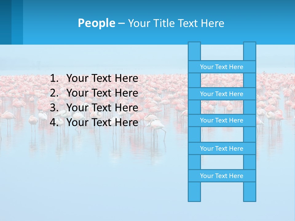 A Large Group Of Flamingos Standing In The Water PowerPoint Template