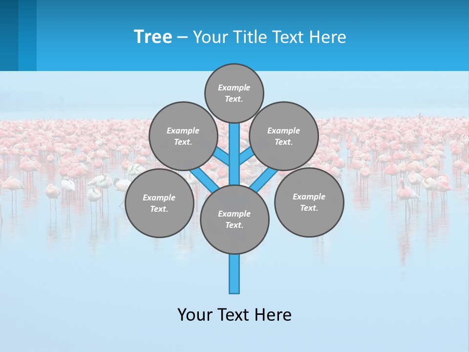 A Large Group Of Flamingos Standing In The Water PowerPoint Template