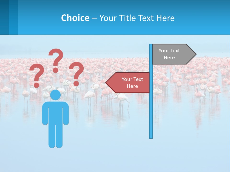 A Large Group Of Flamingos Standing In The Water PowerPoint Template