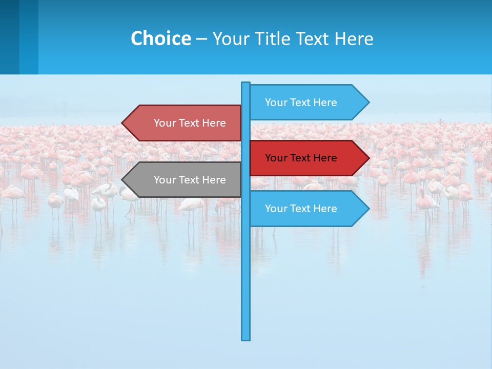 A Large Group Of Flamingos Standing In The Water PowerPoint Template