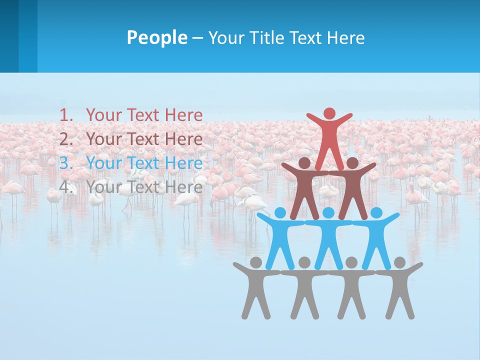 A Large Group Of Flamingos Standing In The Water PowerPoint Template